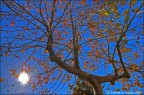 Foglie d'autunno Foglie d'autunno