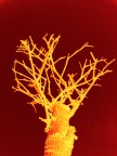 Antiroots Antiroots
