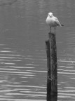 Curioso solitario Curioso solitario
