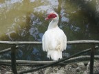 uccello seduto uccello seduto