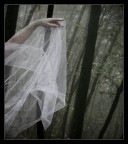 Danzando con gli Alberi