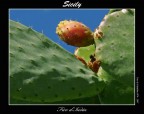 sicily sicily