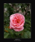 UNA ROSA.... UNA ROSA....
