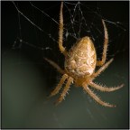 Spider Spider