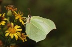 Gonepteryx cleopatra f.