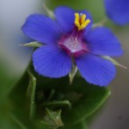 giallo azzurro