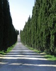 viale viale