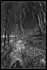 Autunno in bn Autunno in bn