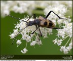 Pachyta quadrimaculata