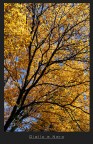 Giallo e Nero Giallo e Nero