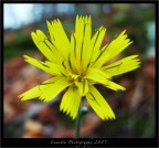 Fiorellino nel bosco