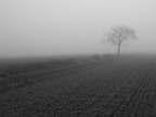 l'albero l'albero