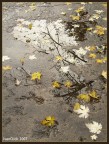 Acqua, foglie e.. Acqua, foglie e..