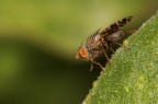 Oxyna flavipennis m. (circa 4mm) Oxyna flavipennis m. (circa 4mm)