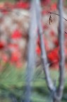 Autunnale I Autunnale I