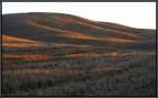 alba alba
