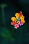 Like a bouquet Like a bouquet