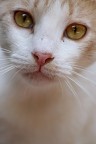 Gatto Gatto