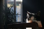 gatto al sole gatto al sole