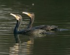 Cormorani Cormorani