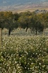 Olivi su tappeto bianco Olivi su tappeto bianco