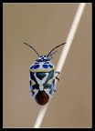 Eurydema Ornatum multicolore Eurydema Ornatum multicolore