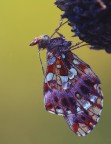 Una farfalla e un paio di gocce Una farfalla e un paio di gocce