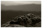 Puntaspilli Puntaspilli