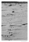 Per l'Arca? Sempre dritto, se fai in tempo (2) Per l'Arca? Sempre dritto, se fai in tempo (2)
