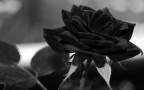 rosa... rosa...