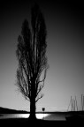 Alberi Alberi