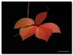autumn leaves autumn leaves