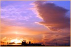 alba alba
