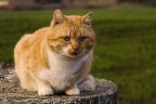 Garfield