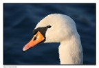 cigno cigno
