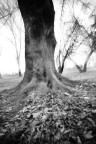 albero albero