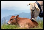 tenerezze bovine tenerezze bovine