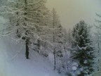 alberi innevati alberi innevati