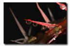 rosso spinoso... rosso spinoso...