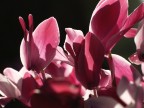 macro macro