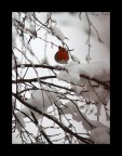 pettirosso nella neve2 pettirosso nella neve2