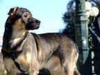 Il mio cucciolo nonch� mio modello preferito. In una delle sue pose piu espressive....
Commenti e critiche ben accetti.....