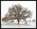 ...l'antica quercia... ...l'antica quercia...
