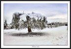 Dream snow Dream snow