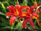 rosso e verde rosso e verde