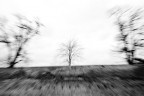 albero #2 albero #2