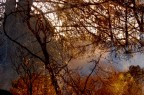 transparencies in the wood... transparencies in the wood...