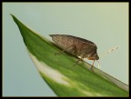 Cimice Cimice