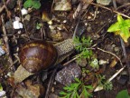 lumaca lumaca