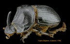 Copris Hispanus Copris Hispanus